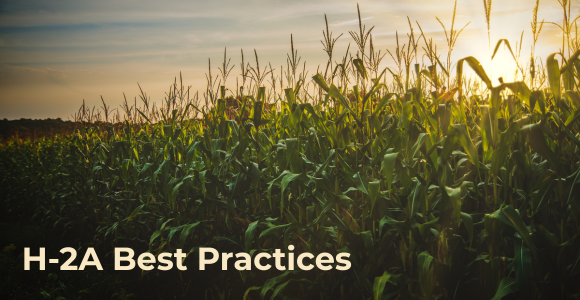 A cornfield at sunset.
